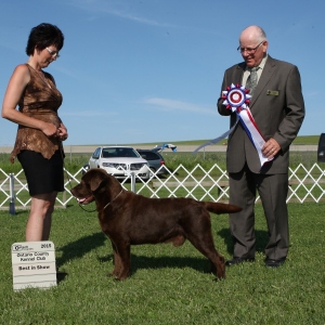 Best in Show Day 2 - Labrador Retriever