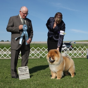Best Puppy in Show Day 2 - Chow Chow