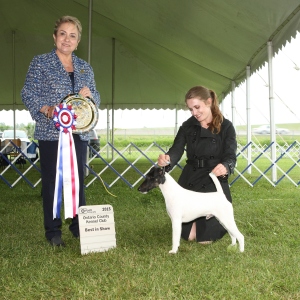 Best in Show Day 3 - Fox Terrier(Smooth)