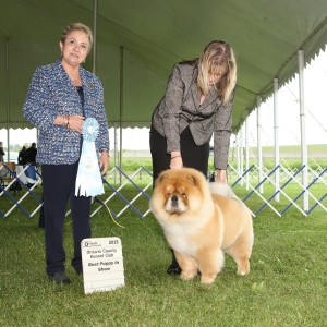 Best Puppy in Show Day 3 - Chow Chow
