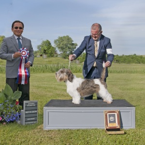 Best in Show Day 1 - Petit Basset Griffon Vendeen