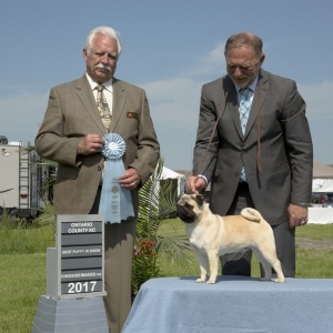 Best Puppy in Show Saturday - Pug