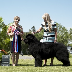 Best in Show #1 - Newfoundland