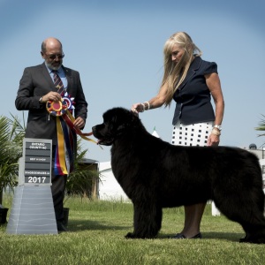 Best in Show Sunday - Newfoundland
