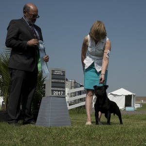 Best Puppy in Show Sunday - Staffordshire Bll Terrier