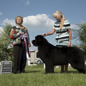 Best in Show #2 Friday - Newfoundland