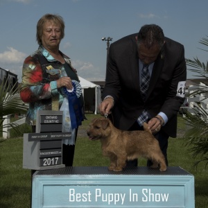 Best Puppy in Show #2 - Norfolk Terrier