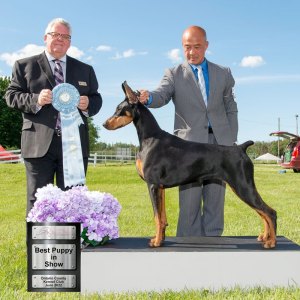 Best Puppy In Show Day 2