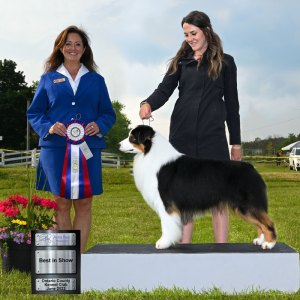 Best In Show Day 2 - Australian Shepherd