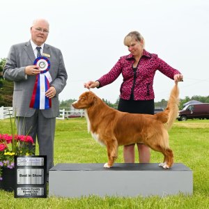 Best In Show Day 3 - Retriever (Nova Scotia Duck Tolling)