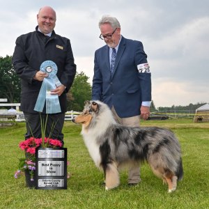 Best Puppy In Show Day 1 - Collie (Rough)