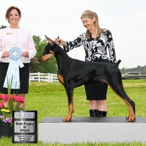 Best Puppy In Show Day 2 - Doberman