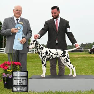 Best Puppy In Show Day 3 -Dalmatian